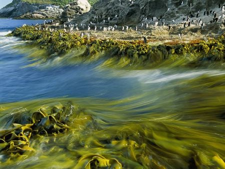 Green Current - ocean, current