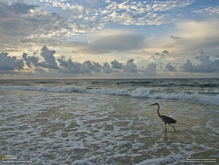 Chillin Beach Side - nature, beach