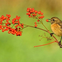 Beautiful Bird