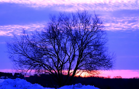 Silence Moment - warm, clouds, ray, blue, tree, sky