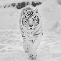 Snow tiger