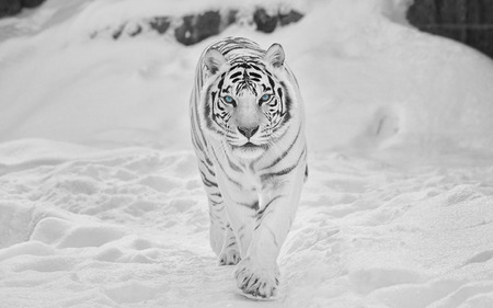 Snow tiger - tigers, animals