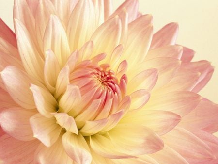 Pale Pink and Yellow Dahlia.jpg - dahila, flower, yellow, pink