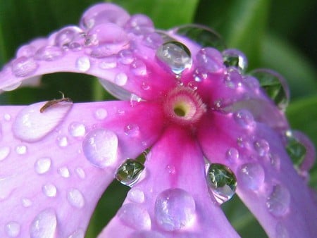 Flower pink.jpg - dewdrops, nature, pretty