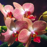 Flowers Orchids. jpg