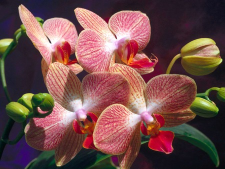 Flowers Orchids. jpg - orchid, red, exoctic