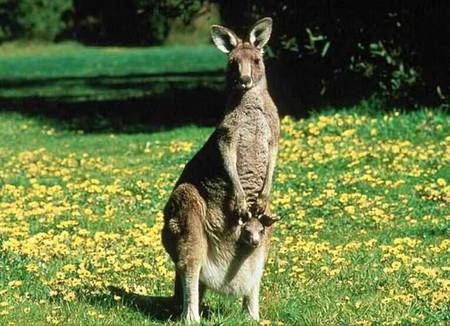 Mommy and me - lovely, field, grass, kangaroos