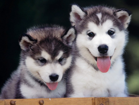 Siberian Husky  Puppies . jpg - husky, cute, siberian puppies