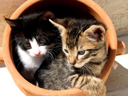 cats - pot, black, white, cat