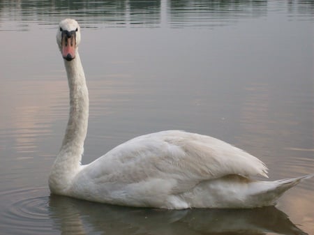 Swan - polish lake