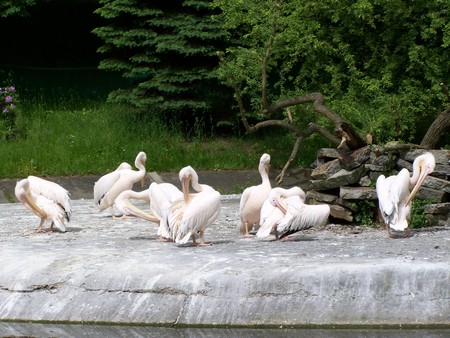 Pelican - polish zoo