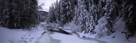 Forest on rivers edge (XXL) - trees, mountain, photography, xxl, winter, dual screen, dual monitor, cold, forest, river, snow