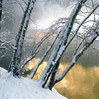 Alder Trees Merced River Yosemite Nationalpark