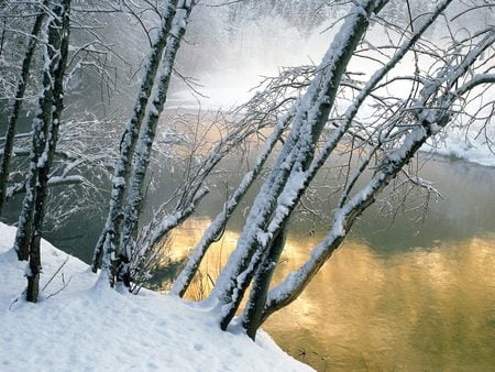 Alder Trees Merced River Yosemite Nationalpark