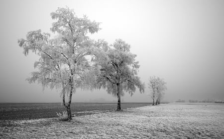 Frozen Road - dunst, trees, photography, winter, widescreen, cold, snow, wds, fog