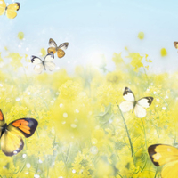 Yellow Flowers & Butterfly