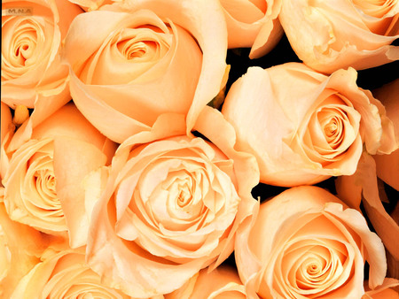 Golden Flowers - flower, colorful flowers, rose, colorful flower, flowers, mna, golden, gold, nature, colors, color