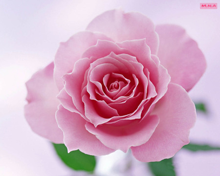 Pink Flower - colors, flower, pink, flowers, colorful flowers, mna, nature, rose, color, colorful flower