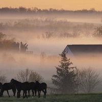 Foggy Horsefarm