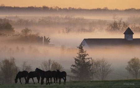 Foggy Horsefarm - horse, cool, landscape, farm, horses, misty sky, foggy, picture, photography, fields, fog, house, trees, nature, dawn