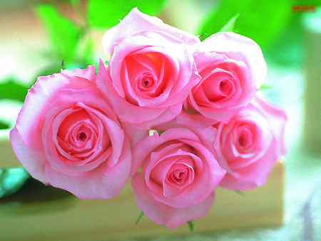 Pink Flowers - colorful flowers, rose, nature, pink, colorful flower, flowers, colors, color, flower, mna