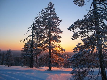 Sun down in the snow - winter, photography, snow, landscape, forest, dawn, sunset, cold, sun