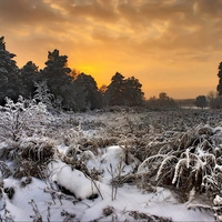 Frosted Landscape