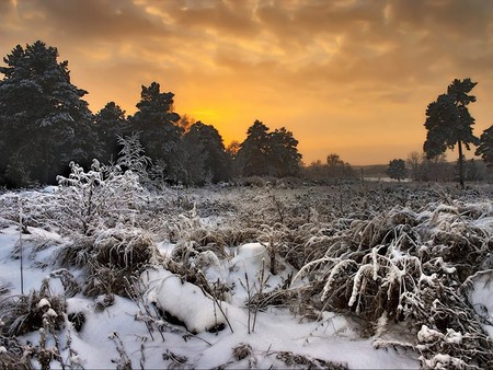 Frosted Landscape - winter, frosted, photography, cold, landscape, snow