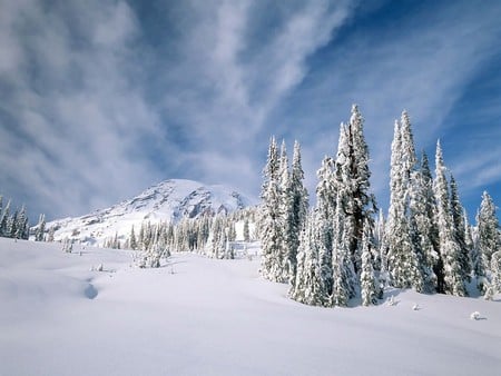 Never Winter - sky, forest, winter, landscape, photography, monutain, snow, cold