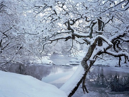 Silent River - its so cool, trees, cold, snow, photography, river, winter