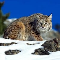 Bobcat 