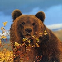 Brown Bear