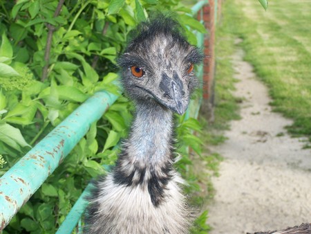 brave one.. - polish zoo