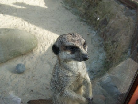 friendly;) - polish zoo