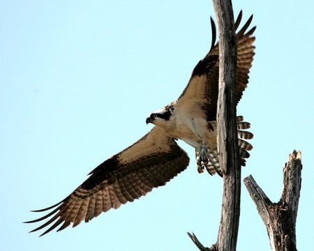 Falcon  - flying, nature, ospry, birds