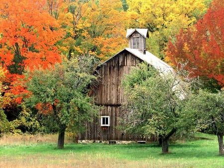 Farmhouse  - trees, nature, farmhouse, forest, farm