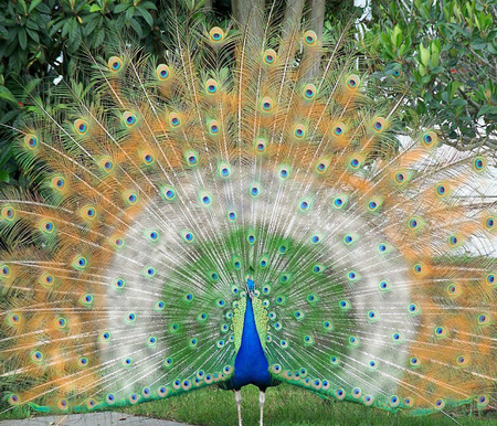 Indian peacock