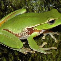 Green Frog