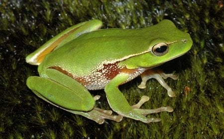 Green Frog - animal, green, frog