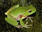 Green Frog