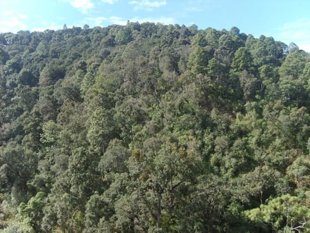 Mazamitla, Jalisco, MÃ©xico. - forest mazamitla, mazamitla beautiful