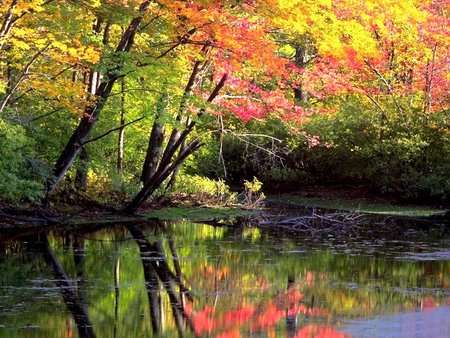 Stream  - nature, forest, stream, leaves, colors, spring, tress