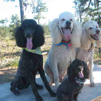 Happy Poodle on thier photography walk