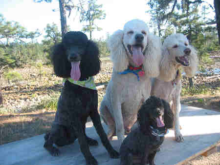 Happy Poodle on thier photography walk - dogs, oregon, poodles