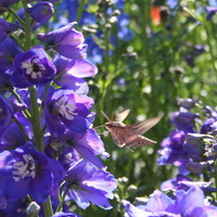 purple flowers