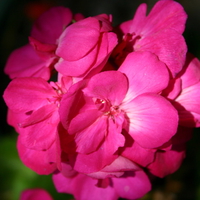 pink flowers