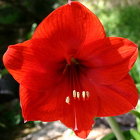 red flower