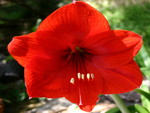 red flower