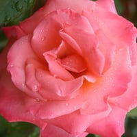 pink rose