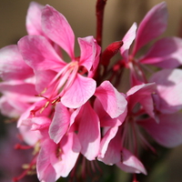 pink flowers